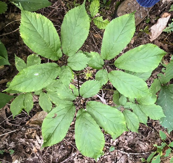 image of Panax quinquefolius, American Ginseng, Sang