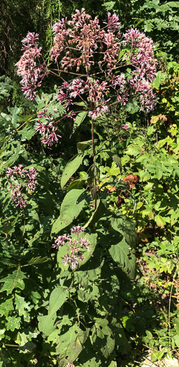 image of Eutrochium steelei, Appalachian Joe-pye-weed, Steele's Joe-pye-weed