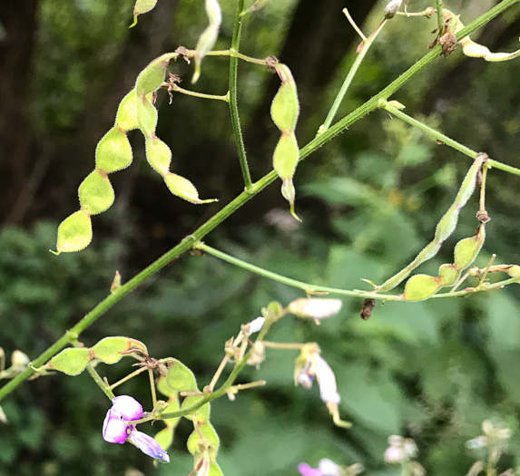 image of Desmodium glabellum, Tall Tick-trefoil, Dillen's Tick-trefoil