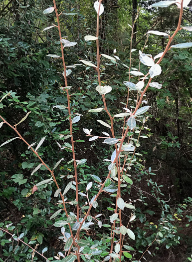 image of Elaeagnus pungens, Thorny Olive, Autumn Siverberry, Silverthorn, Thorny Elaeagnus