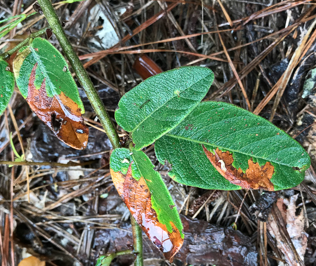 image of Desmodium obtusum, Stiff Tick-trefoil