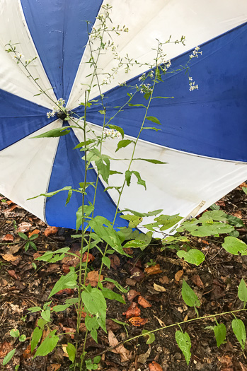 Symphyotrichum urophyllum, White Arrowleaf Aster, Arrowleaf Blue Wood Aster