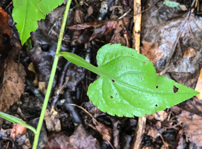 image of Symphyotrichum urophyllum, White Arrowleaf Aster, Arrowleaf Blue Wood Aster