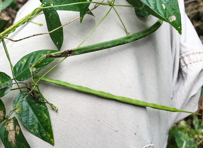 image of Centrosema virginianum var. virginianum, Climbing Butterfly-pea, Spurred Butterfly-pea