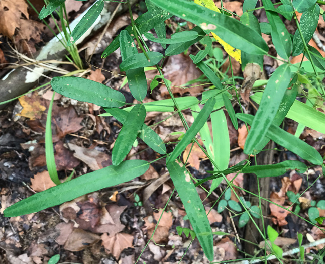 image of Desmodium paniculatum var. paniculatum, Panicled Tick-trefoil