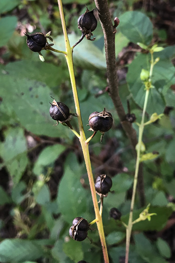 image of Aureolaria flava, Smooth False Foxglove, Smooth Oak-leach, Smooth Yellow False Foxglove