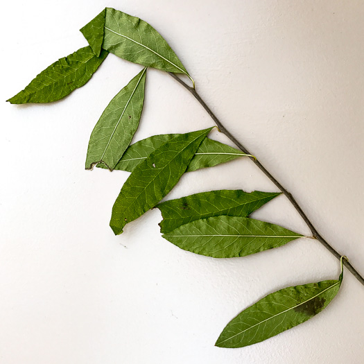 image of Sideroxylon lycioides, Buckthorn Bumelia, Buckthorn Bully, Carolina Buckthorn