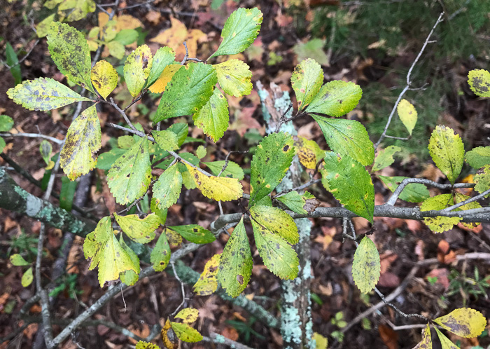 image of Crataegus uniflora, Oneflower Hawthorn, Dwarf Haw