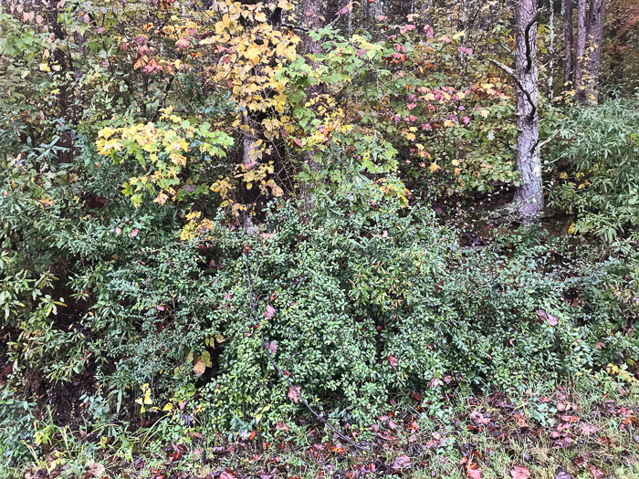 image of Elaeagnus pungens, Thorny Olive, Autumn Siverberry, Silverthorn, Thorny Elaeagnus