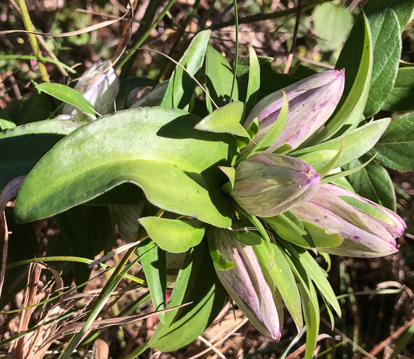 image of Gentiana villosa, Striped Gentian