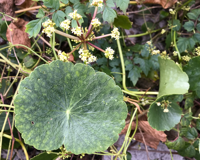 image of Hydrocotyle bonariensis, Dune Pennywort, Seaside Pennywort, Dune Water-pennywort, Largeleaf Pennywort