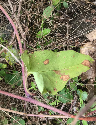 image of Jacquemontia tamnifolia, Common Jacquemontia, Hairy Clustervine, Tie Vine, Smallflower Morning Glory