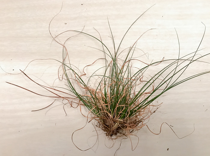 image of Danthonia spicata, Poverty Oatgrass, Moonshine Grass, 'Curly Dan'