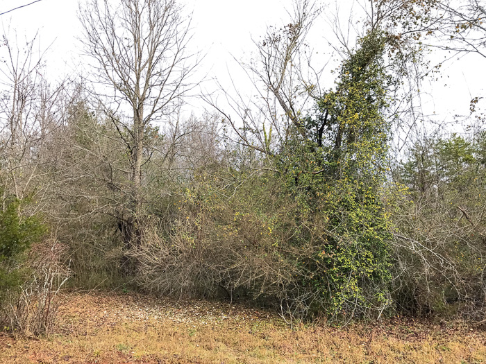 image of Elaeagnus pungens, Thorny Olive, Autumn Siverberry, Silverthorn, Thorny Elaeagnus