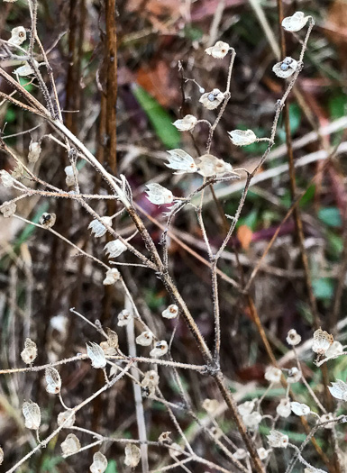 image of Trichostema dichotomum, Common Blue Curls, Forked Blue Curls