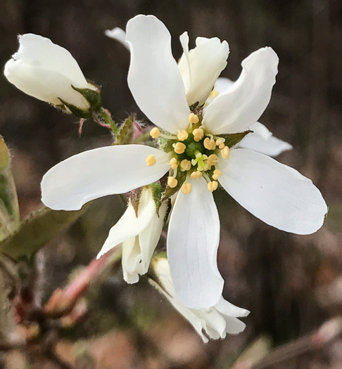 image of Amelanchier arborea, Downy Serviceberry, Sarvisberry