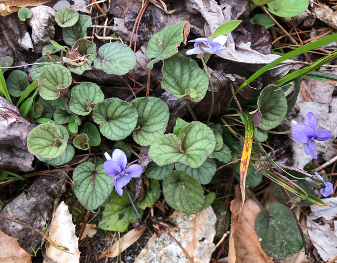 image of Viola walteri, Walter's Violet, Prostrate Blue Violet