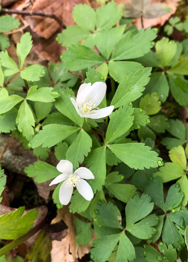 image of Anemone quinquefolia, Wood Anemone