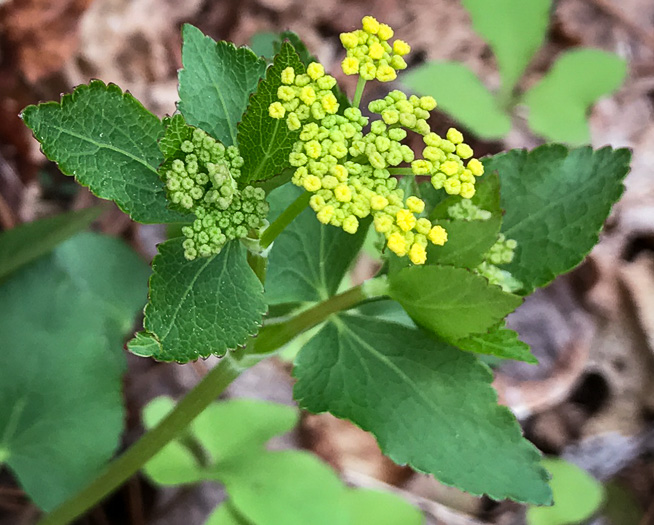 image of Zizia aptera, Heartleaf Golden-Alexanders, Heartleaf Alexanders