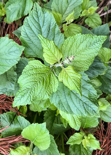 image of Salvia urticifolia, Nettleleaf Sage