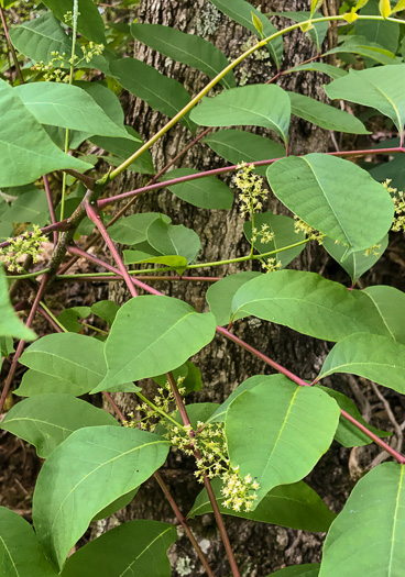 image of Toxicodendron vernix, Poison Sumac, Thunderwood