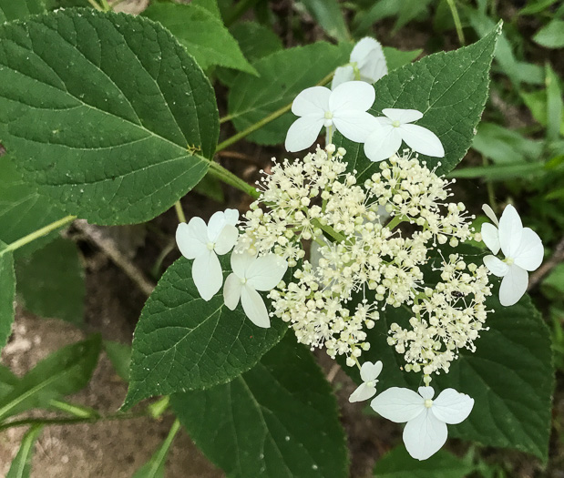 Snowy Hydrangea