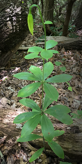 image of Lilium michauxii, Carolina Lily, Michaux’s Lily