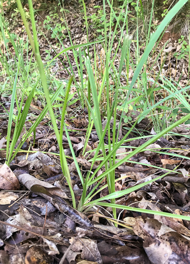 image of Paspalum notatum, Bahia-grass