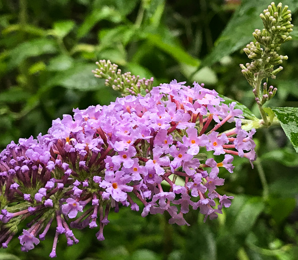 image of Buddleja davidii, Orange-eye Butterflybush, Summer-lilac