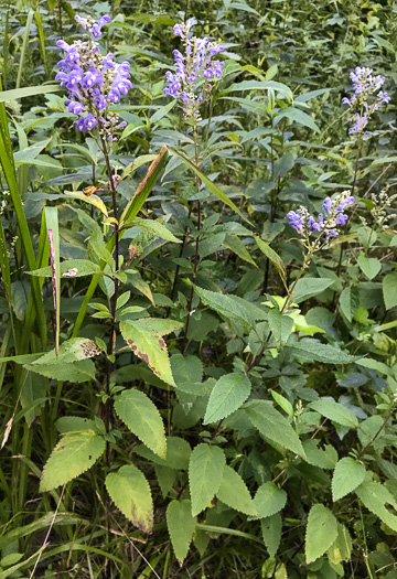 image of Scutellaria incana var. punctata, Hoary Skullcap, Downy Skullcap