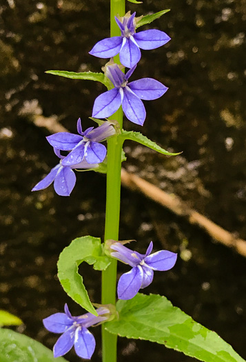 image of Lobelia puberula, Downy Lobelia, Hairy Lobelia