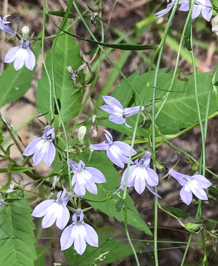 image of Lobelia nuttallii, Nuttall's Lobelia