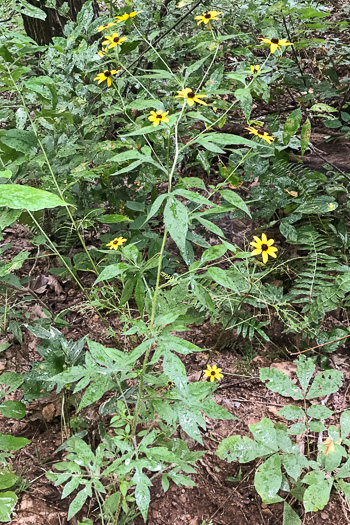 image of Rudbeckia triloba var. beadlei, Chauncey's Coneflower