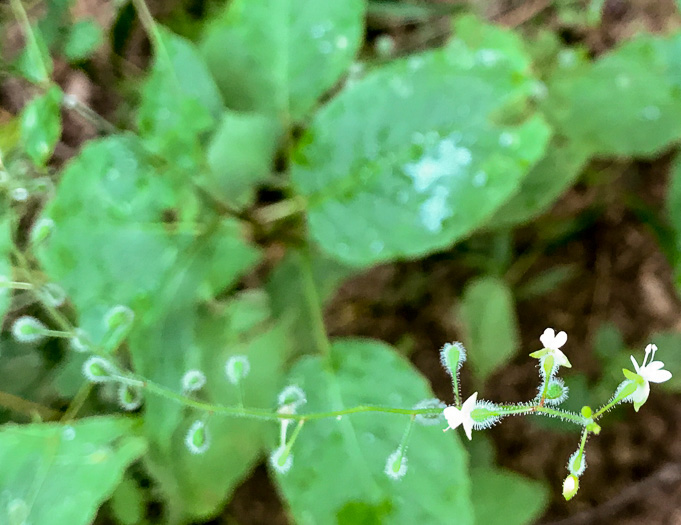 image of Circaea canadensis, Canada Enchanter's Nightshade