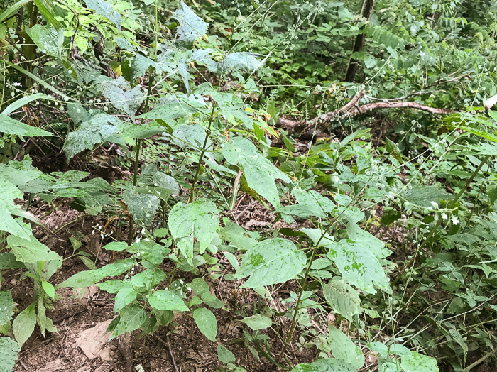 image of Circaea canadensis, Canada Enchanter's Nightshade