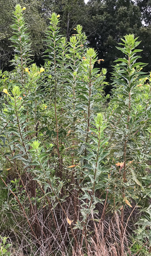 image of Oenothera biennis, Common Evening-primrose