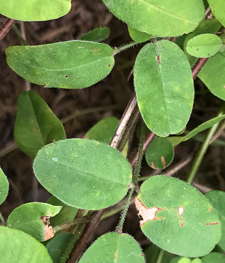 image of Lespedeza procumbens, Downy Trailing Lespedeza, Trailing Bush-clover