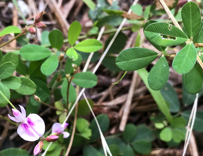 image of Kummerowia striata, Japanese-clover, Common Lespedeza, Annual Lespedeza