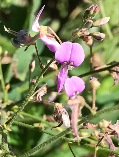 Desmodium glabellum, Tall Tick-trefoil, Dillen's Tick-trefoil