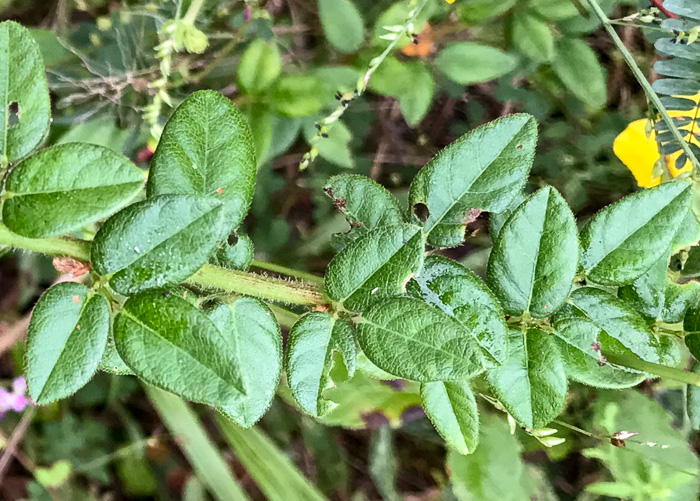 image of Desmodium ciliare, Hairy Small-leaf Tick-trefoil, Littleleaf Tick-trefoil