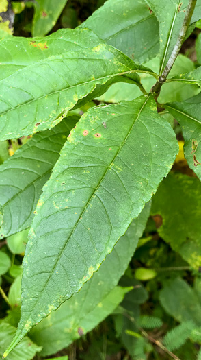 image of Helianthus strumosus, Roughleaf Sunflower, Paleleaf Woodland Sunflower, Paleleaf Sunflower