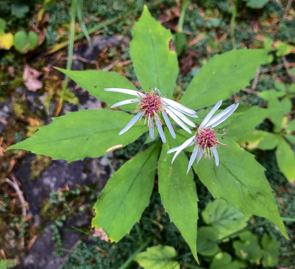 image of Oclemena acuminata, Whorled Nodding-aster, Whorled Wood-aster, Whorled Aster, Floral Wood Aster