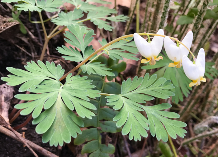 Dicentra cucullaria, Dutchman's Britches