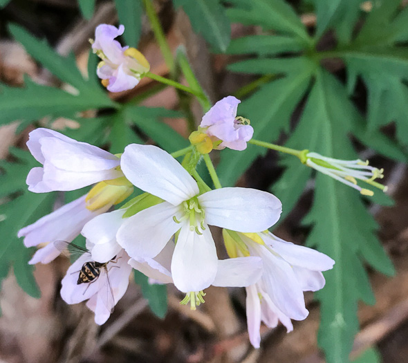 image of Cardamine concatenata, Cutleaf Toothwort