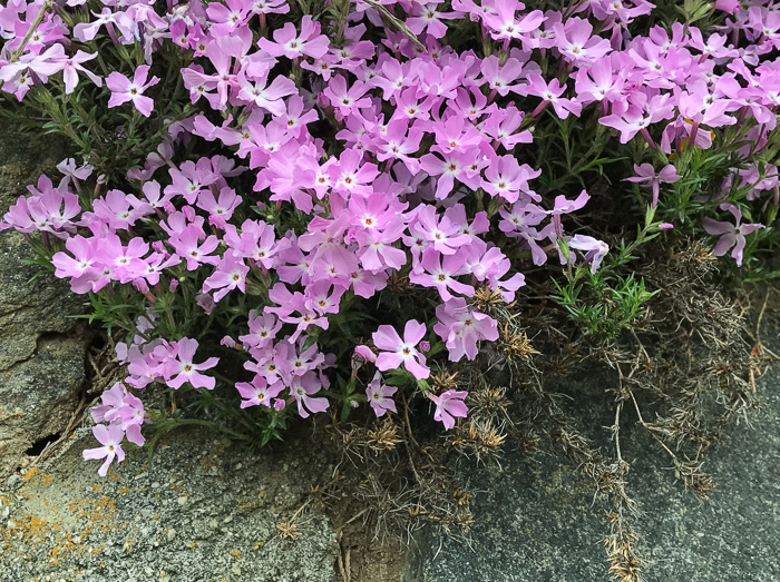 image of Phlox subulata, Moss Phlox, Mountain-pink, "Thrift"