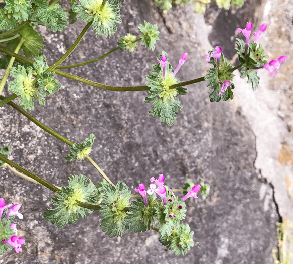 image of Lamium amplexicaule var. amplexicaule, Henbit, Henbit Deadnettle