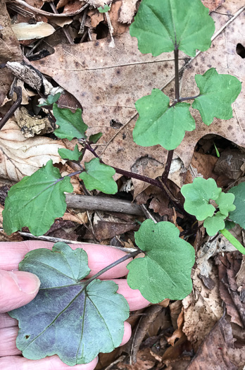 image of Cardamine flagellifera +, Blue Ridge Bittercress