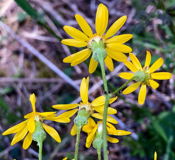 image of Packera aurea, Golden Ragwort, Heartleaf Ragwort, Golden Groundsel