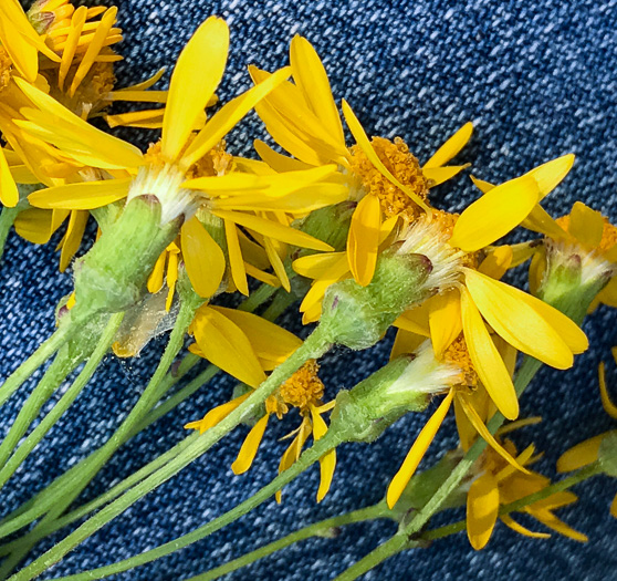 image of Packera aurea, Golden Ragwort, Heartleaf Ragwort, Golden Groundsel