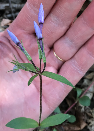 image of Phlox stolonifera, Creeping Phlox